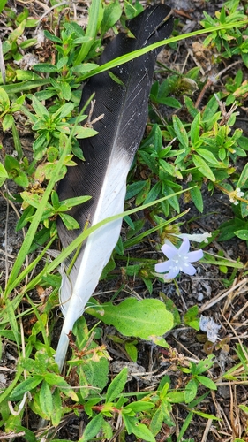 Plume de Dendrocygne à ventre noir