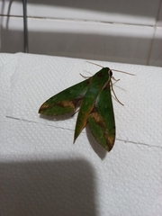 Xylophanes chiron