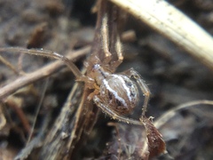 Theridion pennsylvanicum