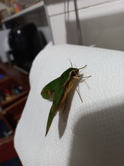 Xylophanes chiron