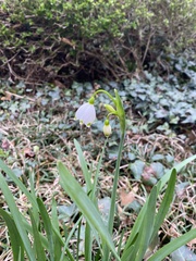 Leucojum