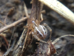 Theridion pennsylvanicum