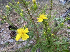 Hypericum microsepalum