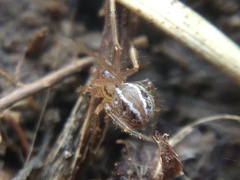 Theridion pennsylvanicum