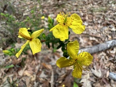 Hypericum microsepalum