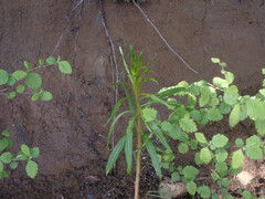 Chamaenerion angustifolium