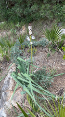 Asphodelus albus