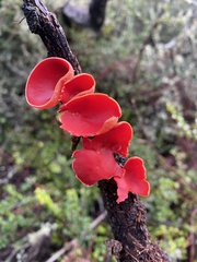 Sarcoscypha coccinea