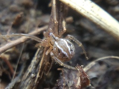 Theridion pennsylvanicum