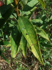 Doellingeria sericocarpoides