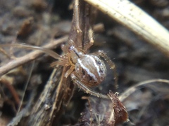 Theridion pennsylvanicum