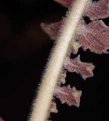 Chylismia