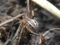 Theridion pennsylvanicum