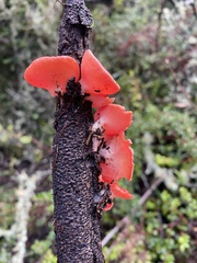 Sarcoscypha coccinea