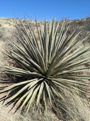 Agave palmeri