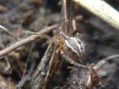 Theridion pennsylvanicum