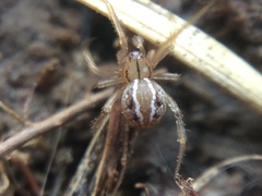 Theridion pennsylvanicum