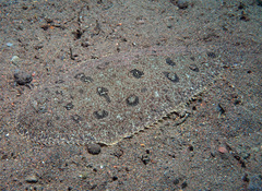 Heteromycteris hartzfeldii