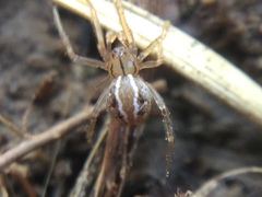Theridion pennsylvanicum