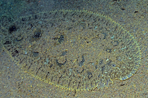 Hartfeld's sole (Heteromycteris hartzfeldii) — Soleidae