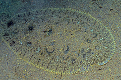 Heteromycteris hartzfeldii