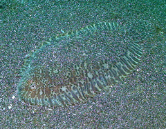 Liachirus melanospilos