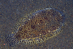 Liachirus melanospilos