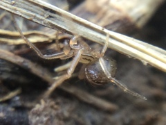 Theridion pennsylvanicum
