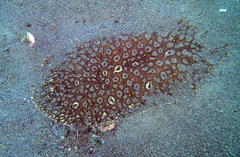 Pardachirus pavoninus