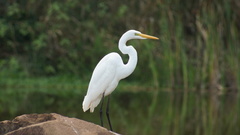 Ardea alba