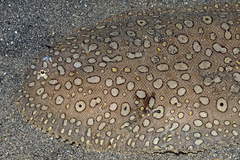 Pardachirus pavoninus