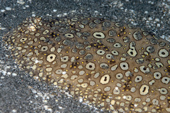 Pardachirus pavoninus