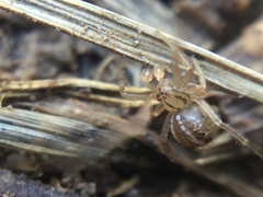 Theridion pennsylvanicum