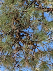 Phoradendron juniperinum