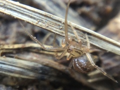 Theridion pennsylvanicum