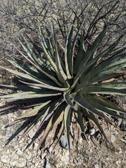 Agave palmeri