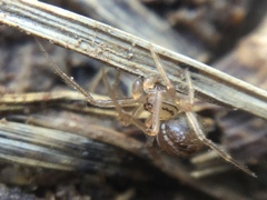 Theridion pennsylvanicum