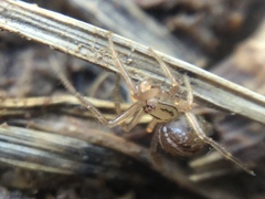 Theridion pennsylvanicum