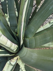 Agave palmeri