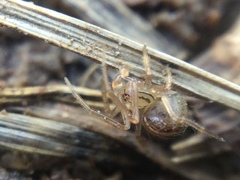 Theridion pennsylvanicum