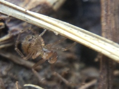 Theridion pennsylvanicum