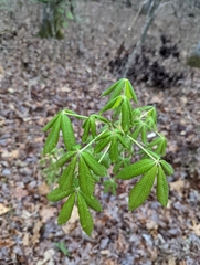 Aesculus sylvatica