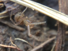 Theridion pennsylvanicum