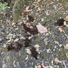 Kopsiopsis strobilacea