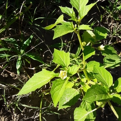 Physalis angulata