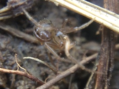 Theridion pennsylvanicum