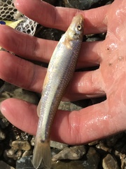 Phenacobius mirabilis