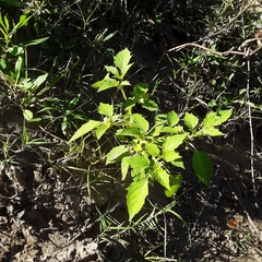 Physalis angulata