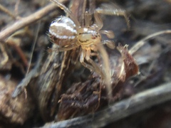 Theridion pennsylvanicum
