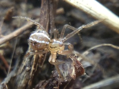 Theridion pennsylvanicum